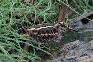 Sluka malá (Lymnocryptes minimus)