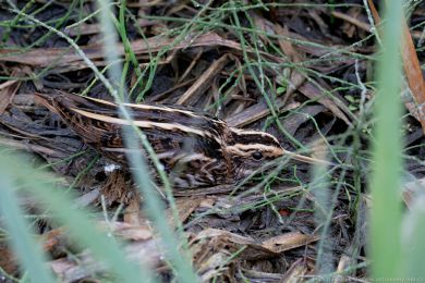 Sluka malá (Lymnocryptes minimus)