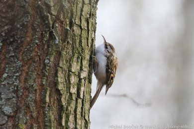 Šoupálek dlouhoprstý (Certhia familiaris) Šoupálek dlouhoprstý (Certhia familiaris)
