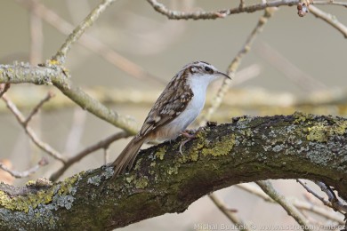 Šoupálek dlouhoprstý (Certhia familiaris) Šoupálek dlouhoprstý (Certhia familiaris)
