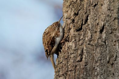Šoupálek dlouhoprstý (Certhia familiaris) Šoupálek dlouhoprstý (Certhia familiaris)