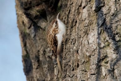 Šoupálek dlouhoprstý (Certhia familiaris) Šoupálek dlouhoprstý (Certhia familiaris)