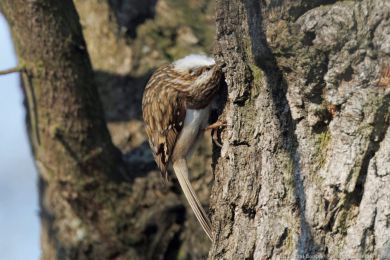 Šoupálek dlouhoprstý (Certhia familiaris) Šoupálek dlouhoprstý (Certhia familiaris)