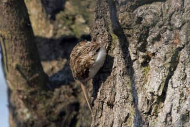 Šoupálek dlouhoprstý (Certhia familiaris) Šoupálek dlouhoprstý (Certhia familiaris)