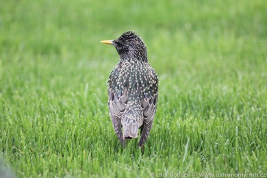 &Scaron;pa�ek obecn&yacute; (Sturnus vulgaris)