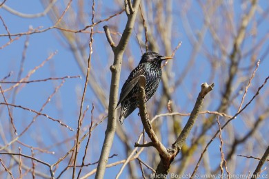 &Scaron;pa�ek obecn&yacute; (Sturnus vulgaris)