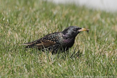 &Scaron;pa�ek obecn&yacute; (Sturnus vulgaris)