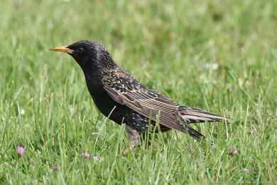 &Scaron;pa�ek obecn&yacute; (Sturnus vulgaris)