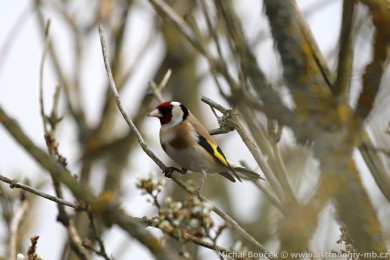 Stehlík obecný (Carduelis carduelis)