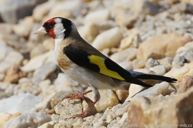 Stehlík obecný (Carduelis carduelis)