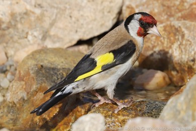 Stehlík obecný (Carduelis carduelis)