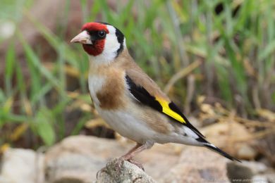 Stehlík obecný (Carduelis carduelis)