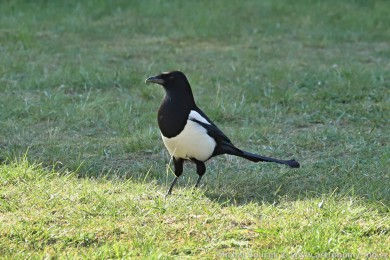 Straka obecn&aacute; (Pica pica)