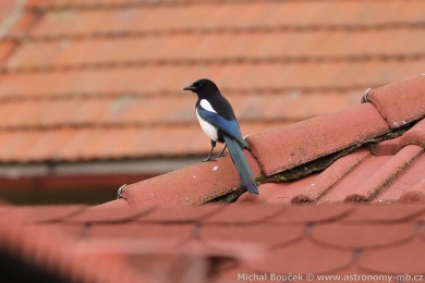 Straka obecn&aacute; (Pica pica)