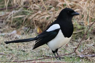 Straka obecn&aacute; (Pica pica)