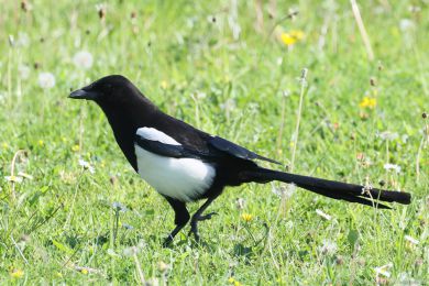Straka obecn&aacute; (Pica pica)