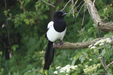 Straka obecn&aacute; (Pica pica)