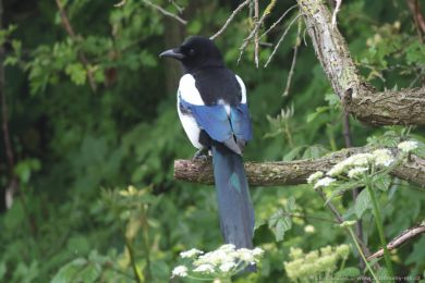 Straka obecn&aacute; (Pica pica)