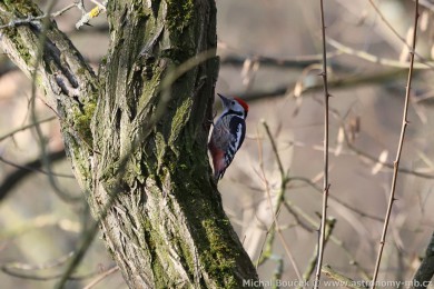 Strakapoud prost�edn&iacute; (Dendrocopos medius)