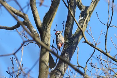 Strakapoud prost�edn&iacute; (Dendrocopos medius)