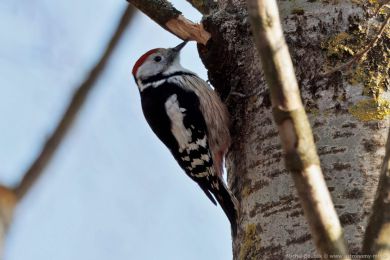 Strakapoud prost�edn&iacute; (Dendrocopos medius)