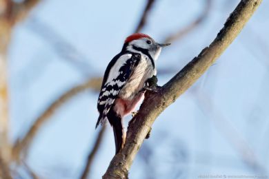 Strakapoud prost�edn&iacute; (Dendrocopos medius)