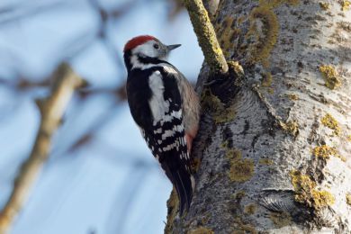 Strakapoud prost�edn&iacute; (Dendrocopos medius)