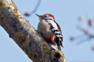 Strakapoud prost�edn&iacute; (Dendrocopos medius)