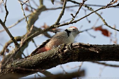 Strakapoud prost�edn&iacute; (Dendrocopos medius)