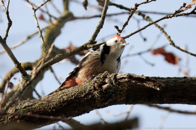 Strakapoud prost�edn&iacute; (Dendrocopos medius)