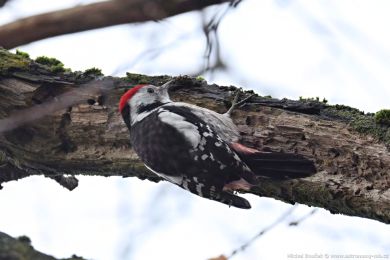 Strakapoud prost�edn&iacute; (Dendrocopos medius)