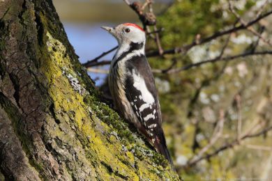 Strakapoud prost�edn&iacute; (Dendrocopos medius)
