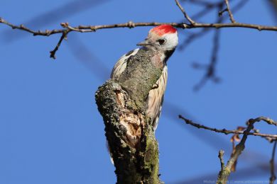 Strakapoud prost�edn&iacute; (Dendrocopos medius)