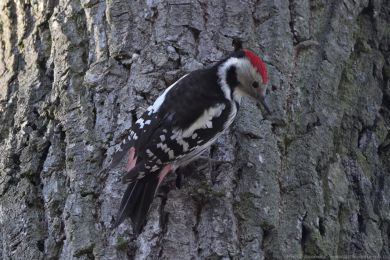 Strakapoud prost�edn&iacute; (Dendrocopos medius)