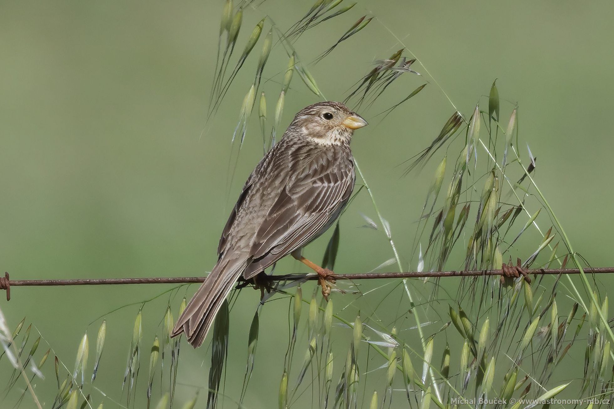 Strnad luní (Emberiza calandra)