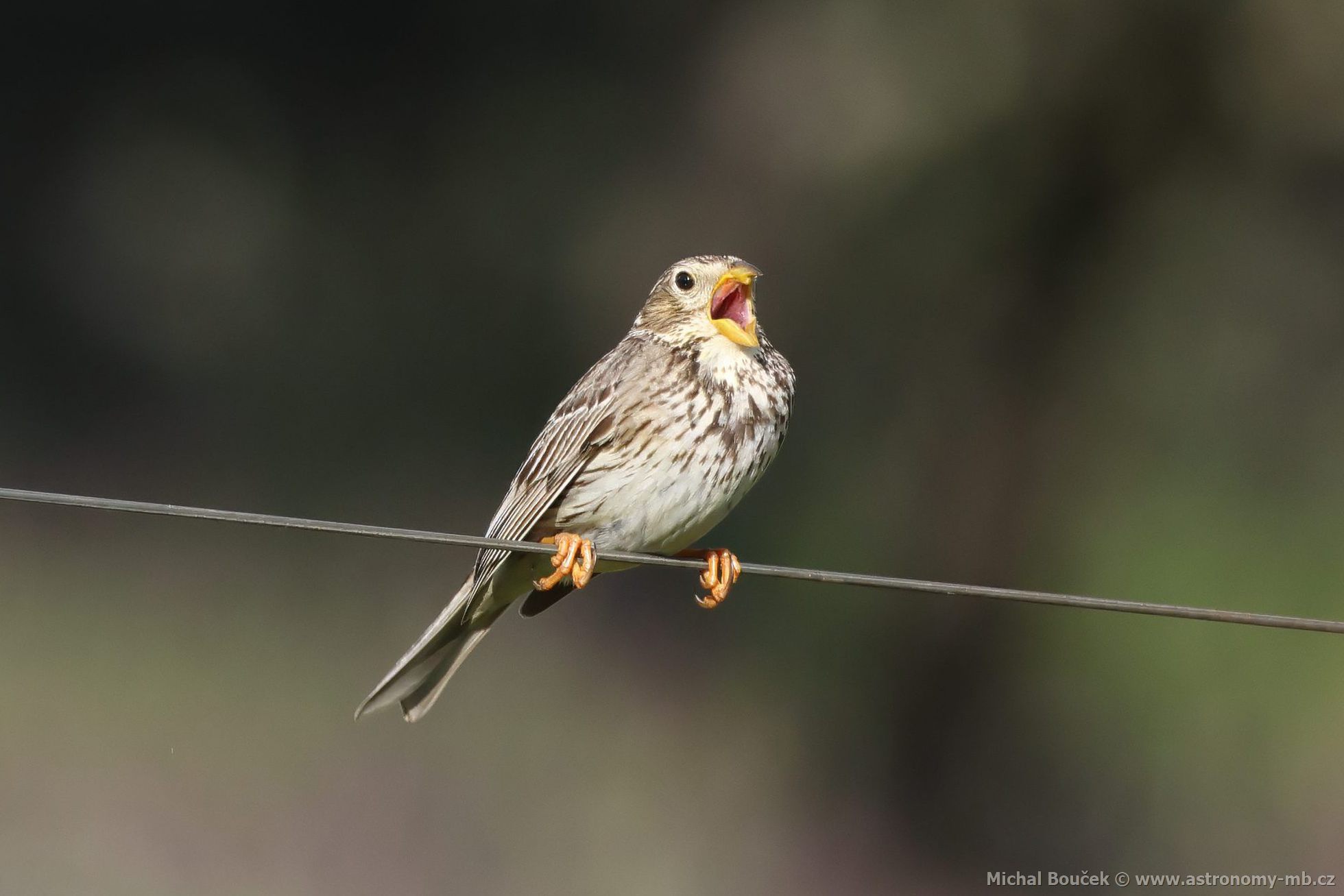 Strnad luní (Emberiza calandra)
