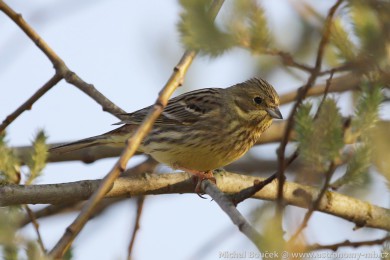 Strnad obecn&yacute; (Emberiza citrinella)