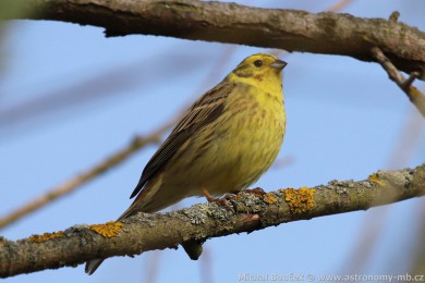 Strnad obecn&yacute; (Emberiza citrinella)