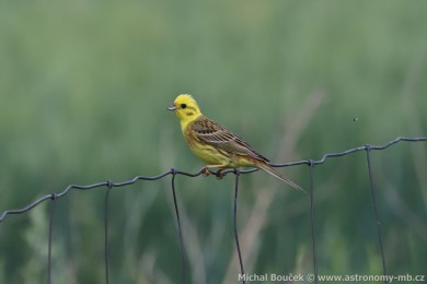 Strnad obecn&yacute; (Emberiza citrinella)