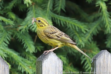 Strnad obecn&yacute; (Emberiza citrinella)