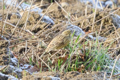 Strnad obecn&yacute; (Emberiza citrinella)