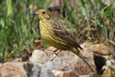 Strnad obecn&yacute; (Emberiza citrinella)