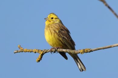 Strnad obecn&yacute; (Emberiza citrinella)