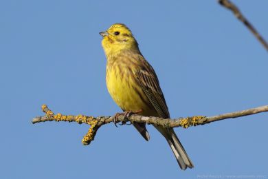 Strnad obecn&yacute; (Emberiza citrinella)