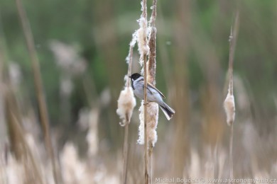 Strnad r&aacute;kosn&iacute; (Emberiza schoeniclus)