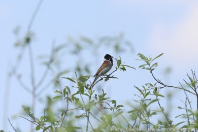 Strnad r&aacute;kosn&iacute; (Emberiza schoeniclus)