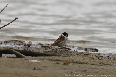 Strnad r&aacute;kosn&iacute; (Emberiza schoeniclus)