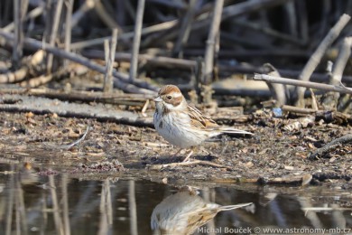 Strnad r&aacute;kosn&iacute; (Emberiza schoeniclus)