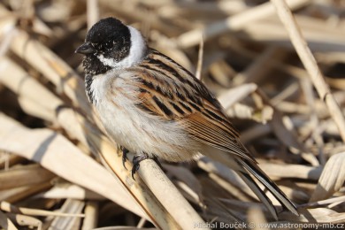 Strnad r&aacute;kosn&iacute; (Emberiza schoeniclus)