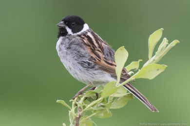 Strnad r&aacute;kosn&iacute; (Emberiza schoeniclus)